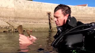 Huge clam, nearly extinct, makes comeback in Croatia