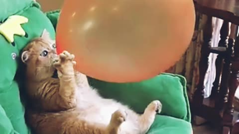 #funny #cat #animal #short video