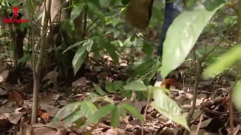 Tiger Attack Nearby Jungle - Animalan Forest Fun Made Movie by Wild Fighter_Cut
