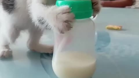 Baby cat drinker milk😺😺😺😺😺😺😺