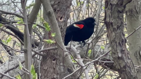 Red-Wing Blackbird awesome color and song
