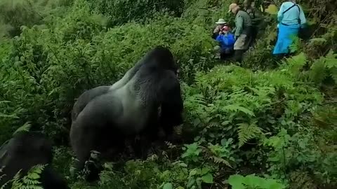 massive silverback gorilla moves through the jungle past tourists #animals #danger #photographer