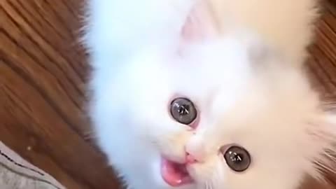 Cute baby kitten