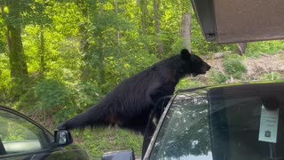 Bear Breaks Car Door Searching for Food