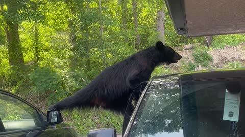 Bear Breaks Car Door Searching for Food