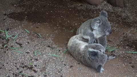 Baby Koala's in Australia