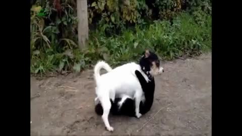 Dog vs. Cat funny videos