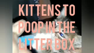 10 Ways to Take Care of a Newborn Motherless Kitten