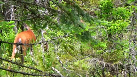 White-tailed deer