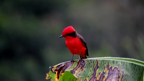 Very beautiful red bird