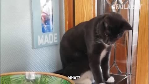 Funny Cat Compilation - FailArmy 😄😄😄