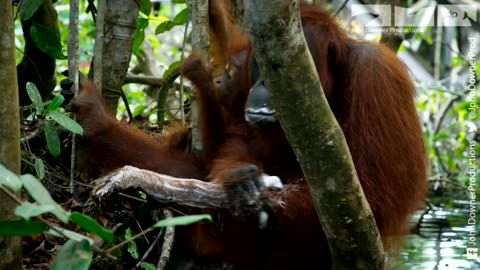 Wild Orangutans Learn to Wash with Soap