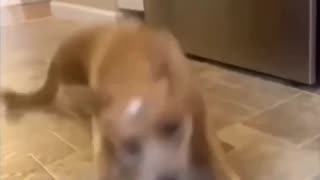 dog slips on egg