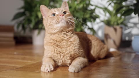 a ginger cat on the floor