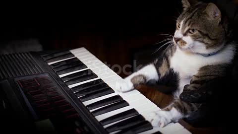 Funny cat playing PIANO!