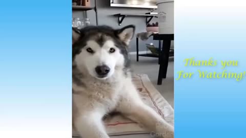 Animals funnyest video,dog and cat funny videos,