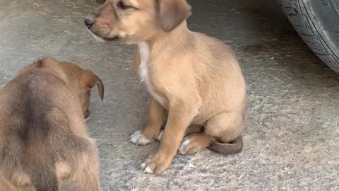 I feeding 2 Hungry puppy