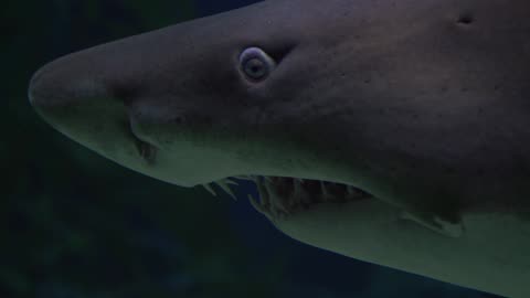 SHARK CLOSE UP WILL TERRIFY YOU