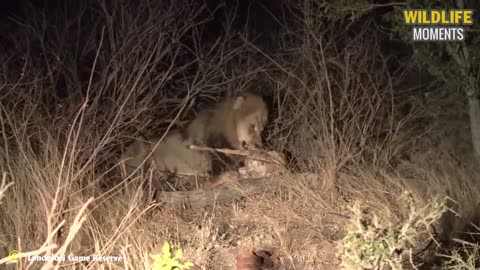 45 Incredible Moments Male Lion Brutal Attack And Hunt