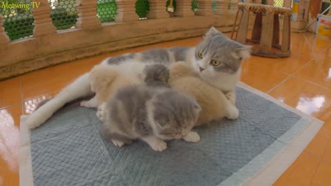 The kittens just went out to play for a while and was brought back by the mother cat