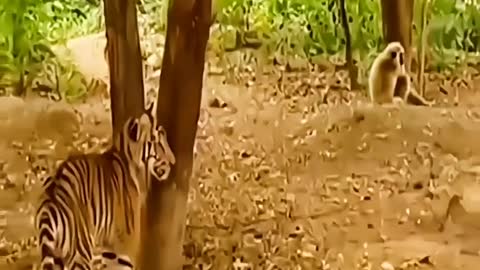 The monkey scared the tiger