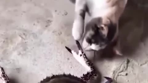 Funniest Cats and Dogs 🐶🐱 | Funny Animal Videos #9