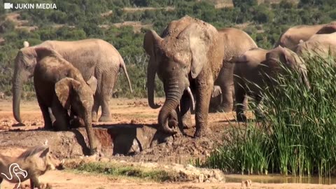 Mother Elephant Gives Her Baby A Boost With Her Trunk