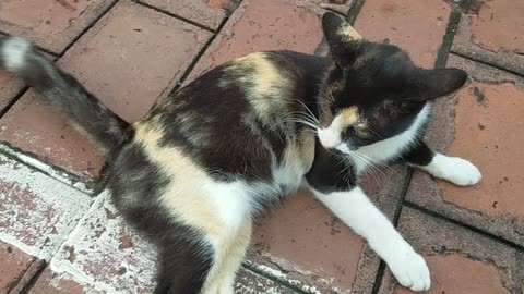 Female cat with Male cat