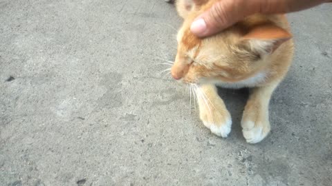 CUTE ORANGE CAT