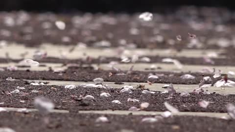 花いかだ ～ The Cherry blossom petals falling on water