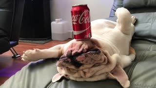 Bulldog balancea increíblemente una lata de gaseosa mientras duerme