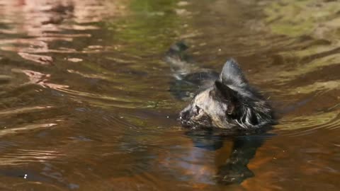 Wild black cat swimming in the river