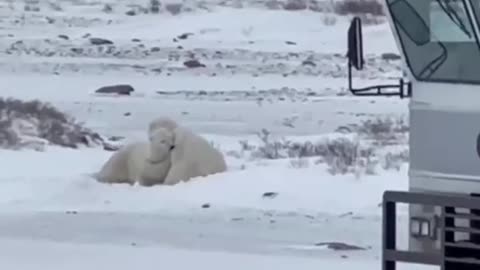 Polar BearsManitoba, Canada