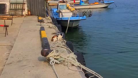 Cat watching fish in the sea