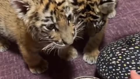 Tigers kids 🐯🐯🐅 eating food feeding