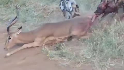 Wild Dogs Eating Antelope Butt