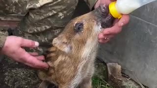 Ukrainian fighters are nursing a wild boar