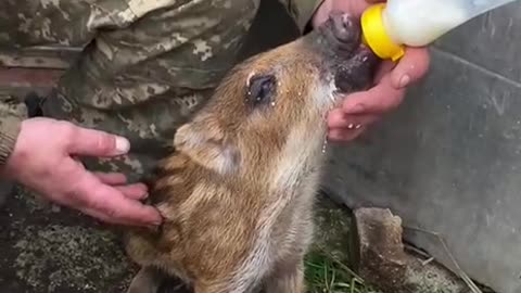 Ukrainian fighters are nursing a wild boar