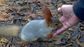 Siberian squirrels are fed in the forest