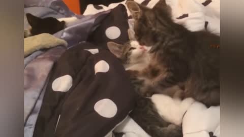 Baby cat gives a massage like human