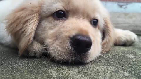 Golden retriever 2 meses