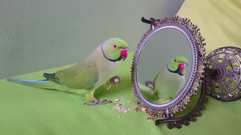 Indian Ringneck Parrot Talking to Mirror funny video