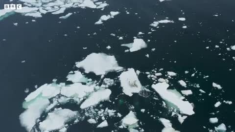 Killer Whale's Extraordinary Hunting Technique | Frozen Planet II | BBC Earth