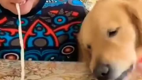 Funny Doge Video