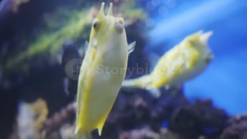 Close up shot of yellow funny fish near corals in aquarium.
