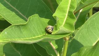 127 Toussaint Wildlife - Oak Harbor Ohio - Monarchs Feasting