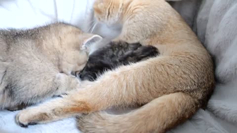 Baby kittens hugging and sleeping, and second mother cat Kiki
