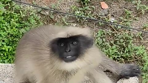 New monkey friend Vedio