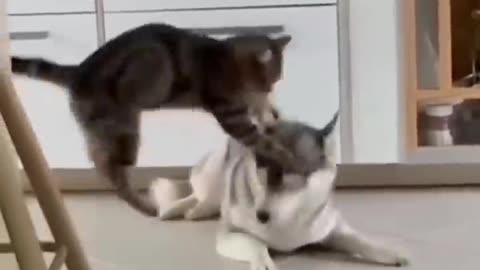 Unlikely friendship between dog and cat 😺😍🐈