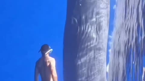 Incredible sperm whale
